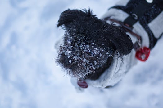 Symptoms and signs of Affenpinscher's behaviour in heat