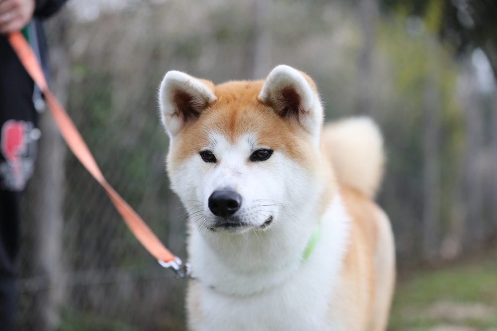 Akita Loyalty and Protective Instincts - December 2023