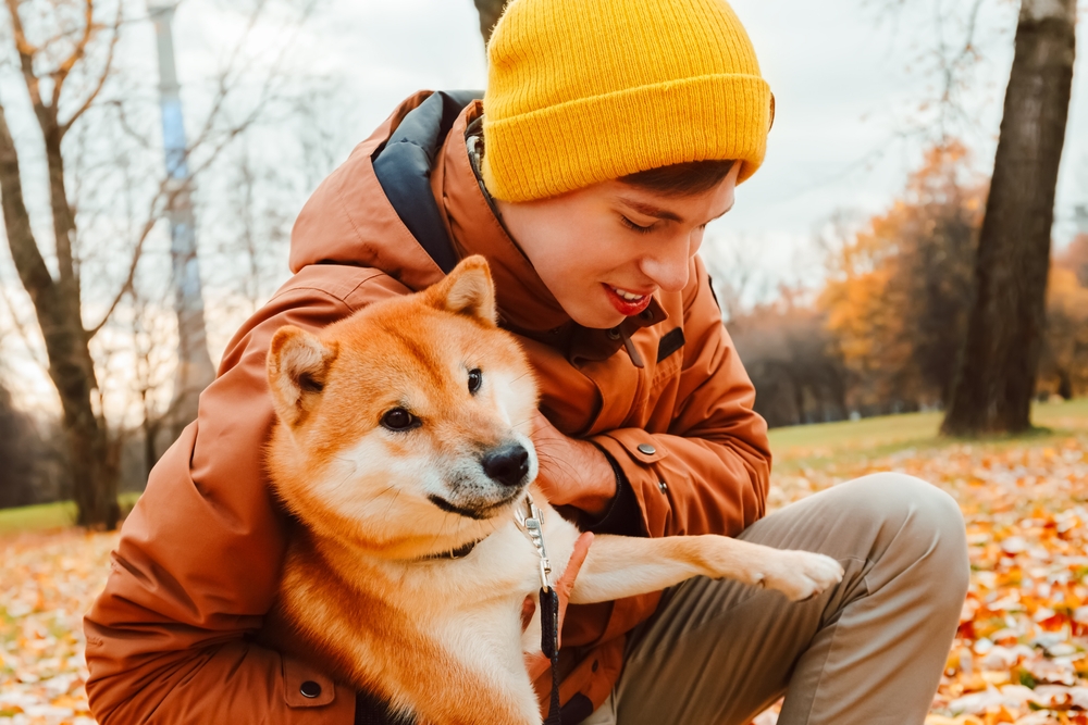 Akita Rescues and Adoption Finding Forever Homes for These Wonderful Dogs