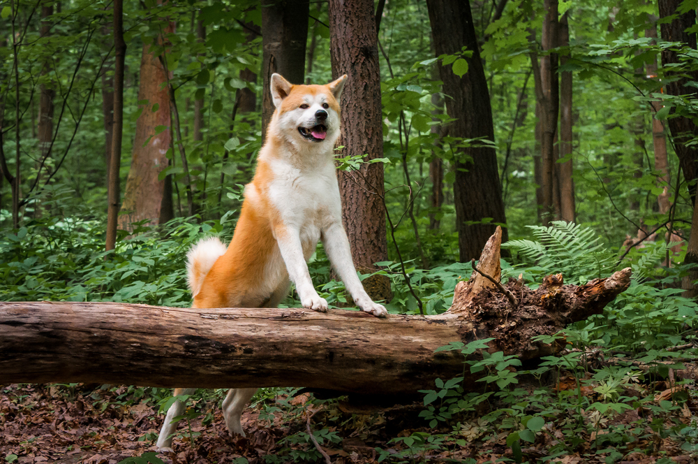 Akita and Their Exercise Needs in Different Life Stages - October 2023