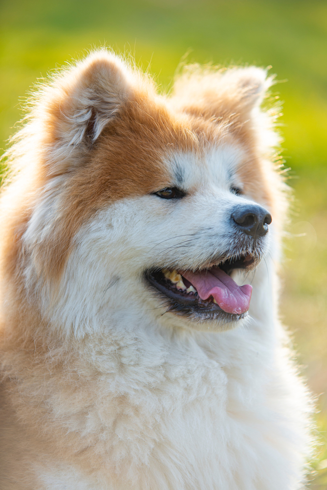 Akita Dog Breed - February 2024