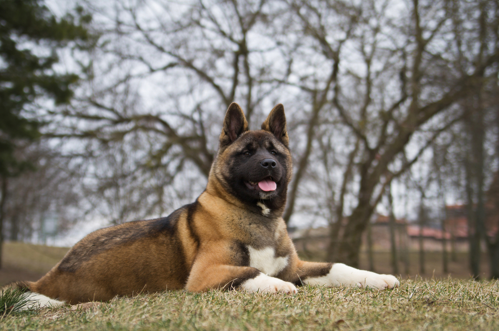 Akita and Their Sensitivity to Weather and Climate - January 2024