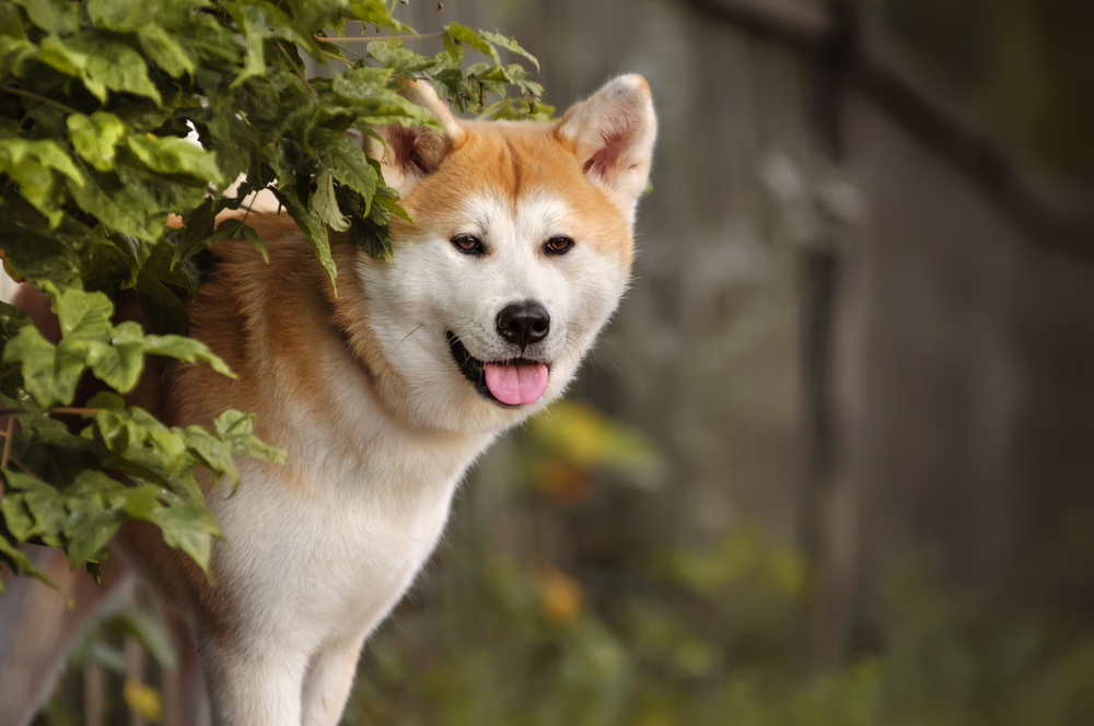 Akita Dog Breed - February 2024