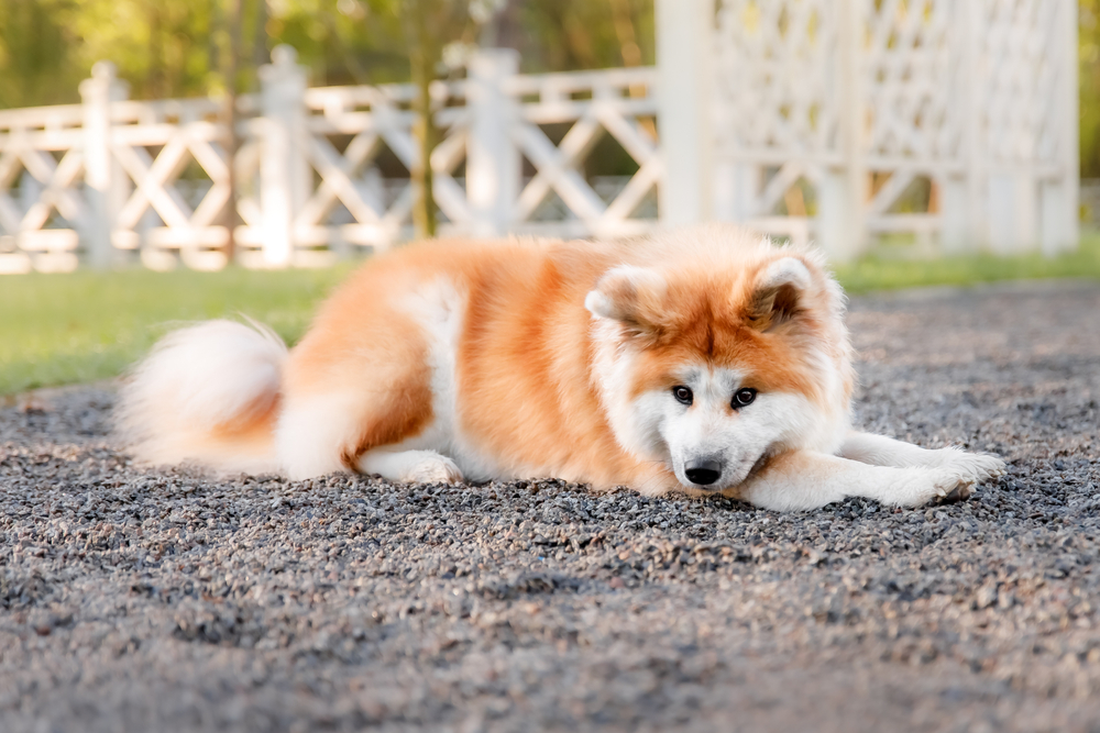 Akita as a Family Pet - December 2023