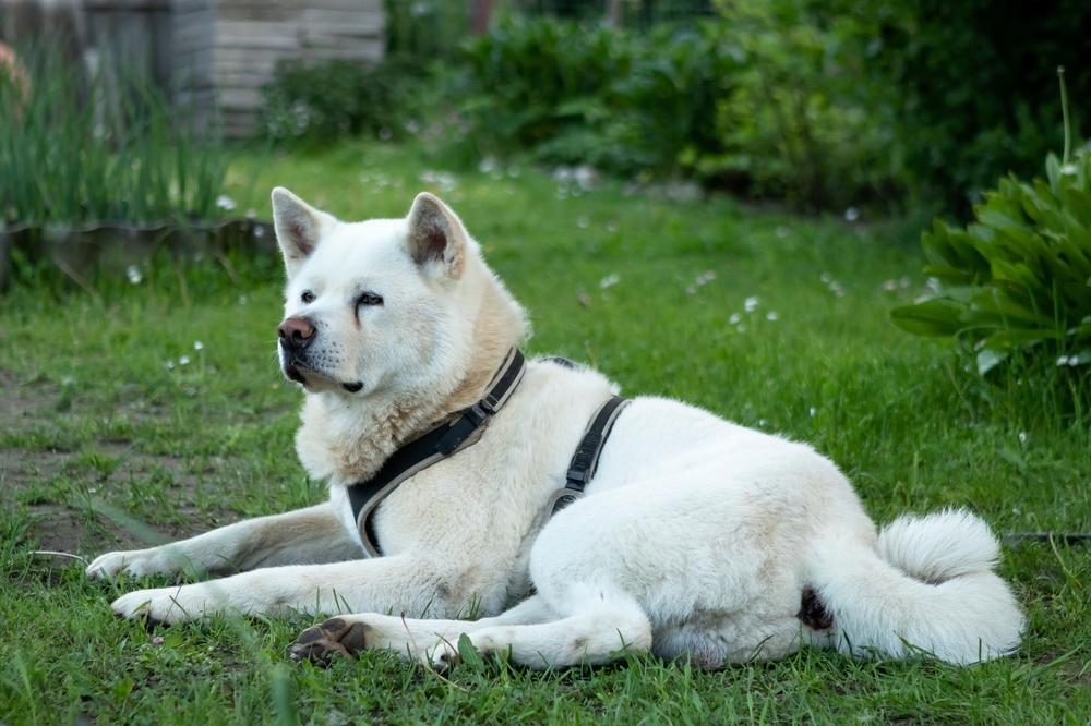 Akita as a Family Pet - December 2023