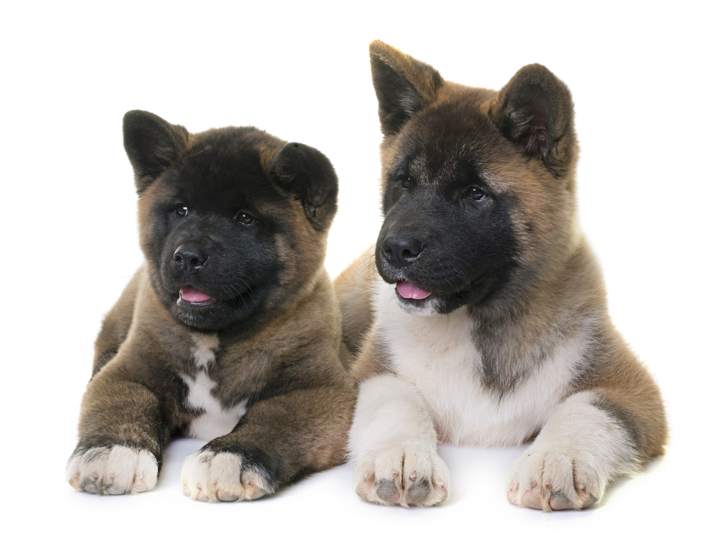 Akita Loyalty and Protective Instincts - December 2023