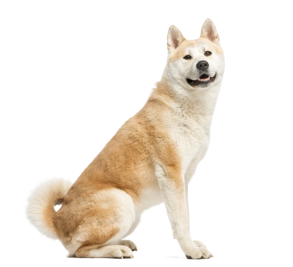 Akita and Their Exercise Needs in Different Life Stages - October 2023