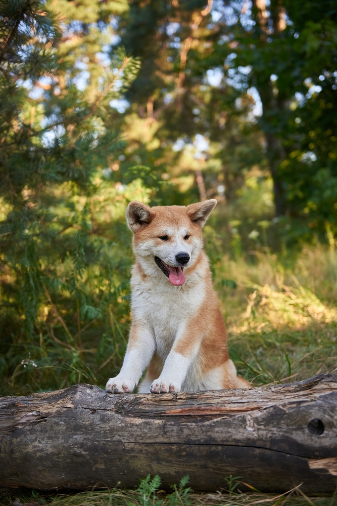 Finding the Right Akita Rescue Organization