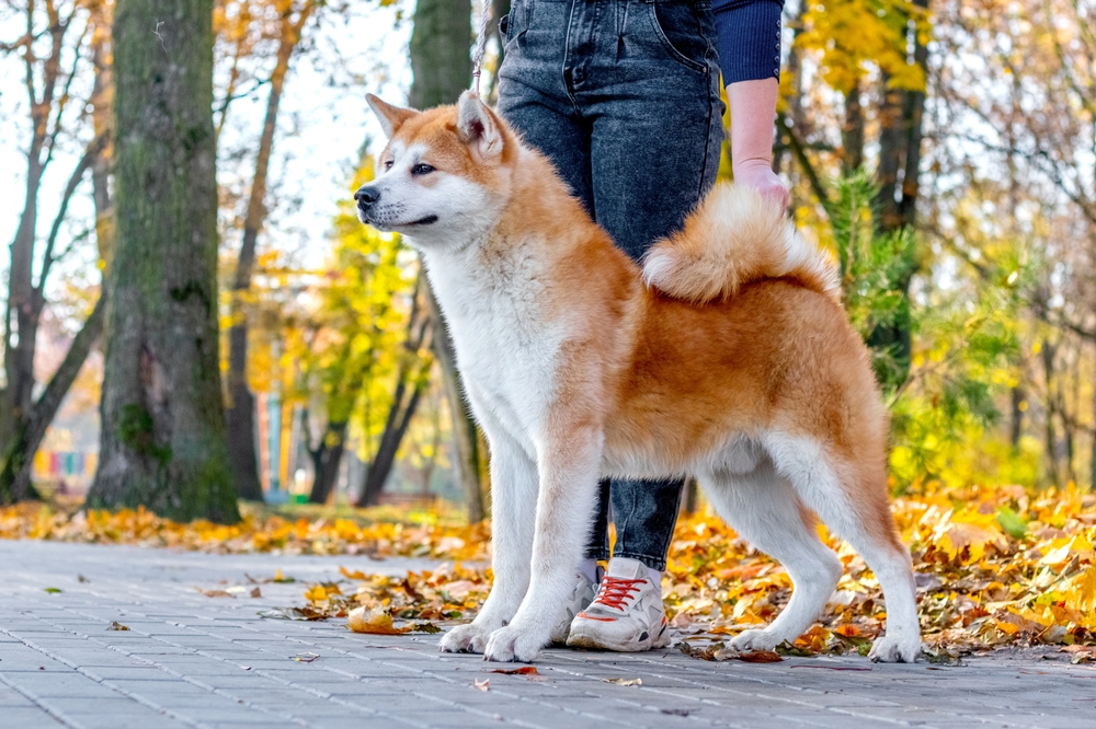 Akita Grooming and Coat Care - May 2024