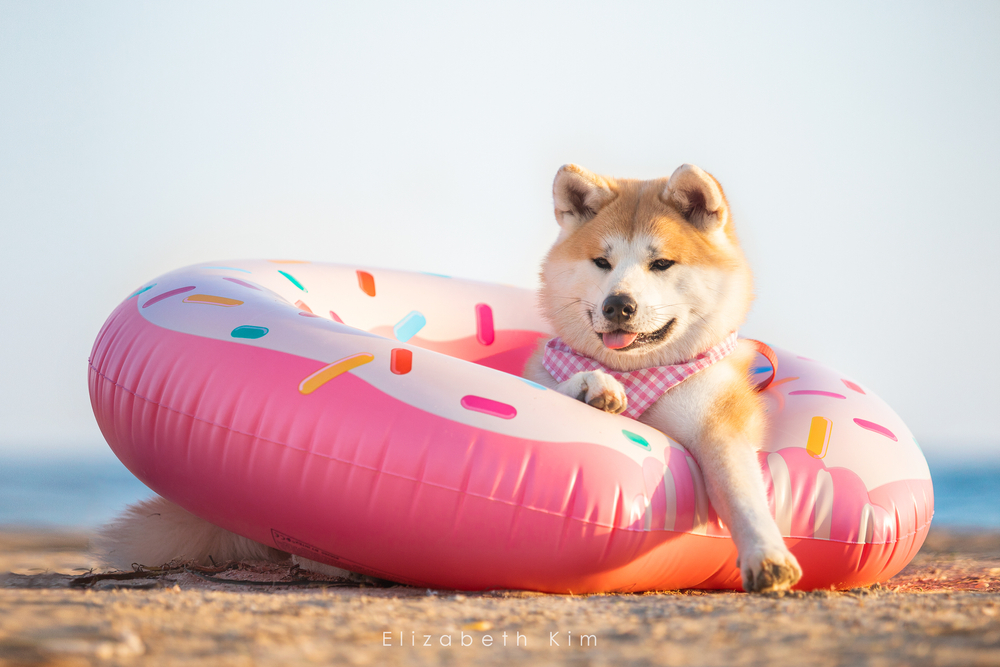 Akita as a Breed for First-Time Dog Owners - January 2024