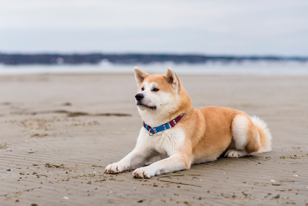 Akita and Their Sensitivity to Weather and Climate - January 2024