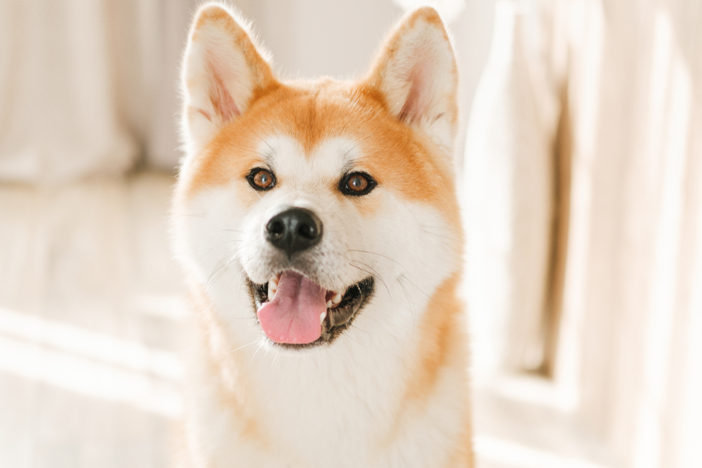 Akita Diet and Nutrition - November 2023