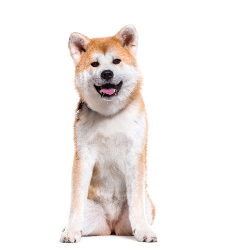 Akita Breed Characteristics And Physical Appearance - January 2024