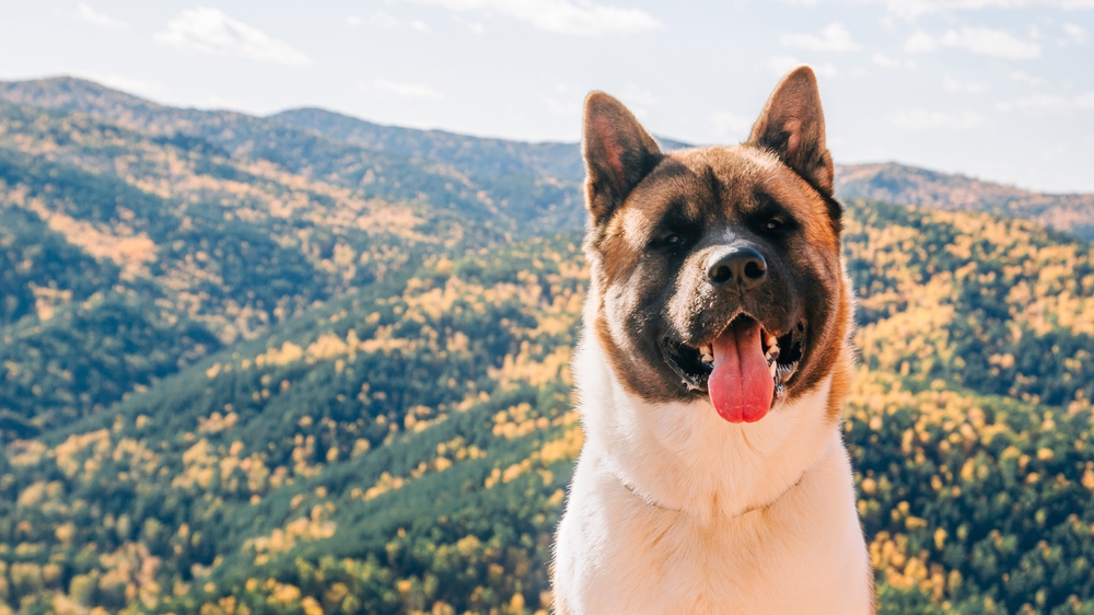 Akita as a Breed for First-Time Dog Owners - January 2024