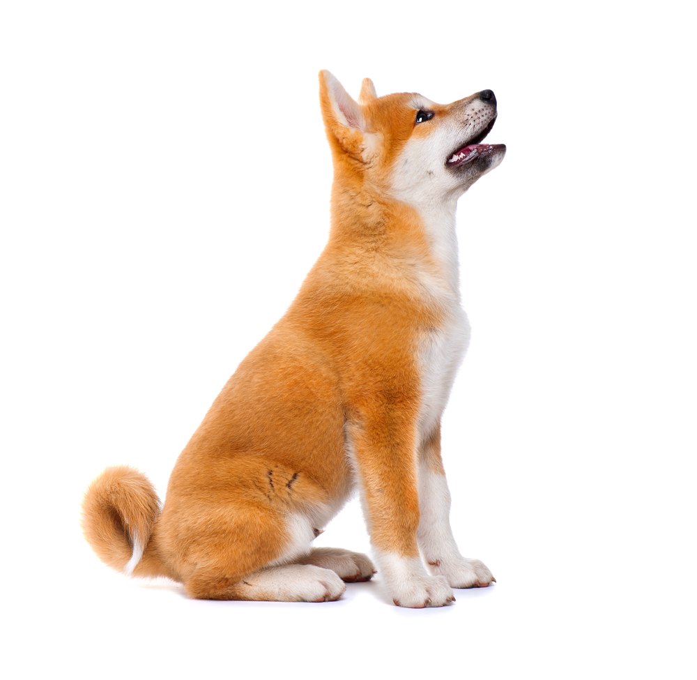 The Akita Majestic, Loyal, and Intelligent