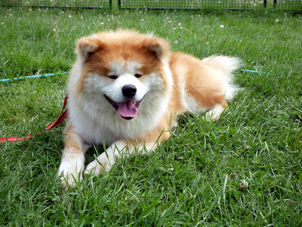 The Joy of Akita Adoption