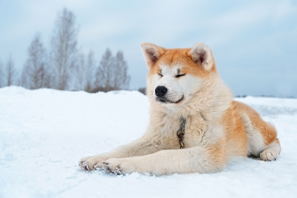 Akita and Their Unique Coat Color Variations - January 2024