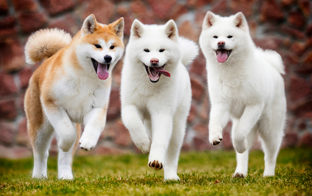 Akita Training and Obedience - January 2024